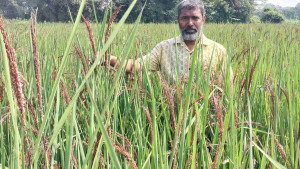 আখাউড়ায় পরীক্ষামূলক ব্ল‍্যাক রাইস ধান চাষ