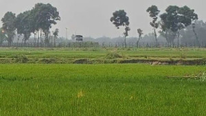 জয়পুরহাট সীমান্তে ৩ যুবককে পুশইনের চেষ্টা, বিজিবির বাধায় ব্যর্থ