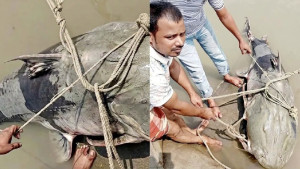 ব্রহ্মপুত্রে ধরা পড়ল ৯০ কেজির বাঘাইড়, যত দামে বিক্রি