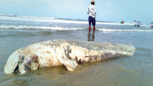 জালে আটকে ১৯ বছরে মরেছে ২৫০ সামুদ্রিক প্রাণী