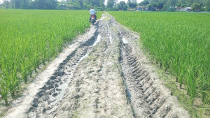 কাজীপুরে কাঁচা রাস্তায় হাজারো মানুষের ভোগান্তি