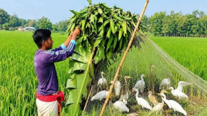 চলনবিলে চলছে অবাধে পাখি শিকার