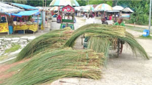 যমুনার চরাঞ্চলে হাজারো পরিবারের সংসার চলে ঘাস বিক্রি করে