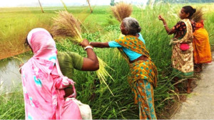সিরাজগঞ্জে আদিবাসী নারীরা জীবিকার সন্ধানে তৈরি করছে ঝাড়ু