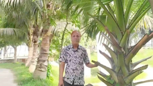 সিরাজগঞ্জে বজ্রপাত রোধে ২৪ বছর ধরে তালবীজ রোপণ- আবুল কালাম আজাদ