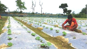 সিরাজগঞ্জে কৃষিতে মালচিং পদ্ধতিতে চাষ হচ্ছে বিভিন্ন শাক সবজি