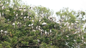 পাখিদের আগমনে চলনবিল এলাকা মুখোরিত- চলছে নিধন
