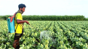 সিরাজগঞ্জে অতিমাত্রায় সার, কীটনাশক ব্যবহার  হুমকিতে মাটির উর্বরতা