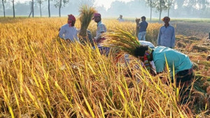 সিরাজগঞ্জে রোপা আমন ধান কাটা শুরু, কৃষকের মুখে হাসি