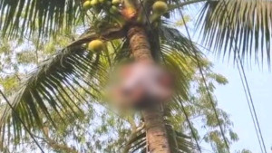 নারিকেল গাছ পরিষ্কার করতে গিয়ে বিদ্যুৎস্পৃষ্টে যুবকের মৃত্যু