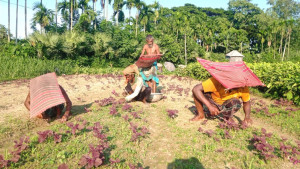 কাজীপুরে যমুনা ও ইছামতি নদীর চরে আগাম সবজি চাষ