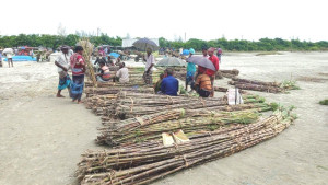 সিরাজগঞ্জে ১০ হাজার হেক্টর জমিতে আখ চাষ