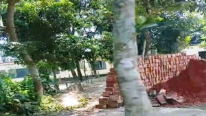 তাড়াশে ফল ও ছায়াদানকারী গাছ কেটে বিক্রীর অভিযোগ