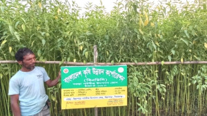সিরাজগঞ্জে পাটবীজ উৎপাদনে ঝুঁকছেন কৃষকেরা