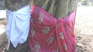 সিরাজগঞ্জে ১৬ বছর ধরে সংসার করছে বট-পাকুড়ে