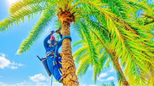 সিরাজগঞ্জে শুরু হয়েছে শীতের খেজুরগাছ কাটার ধুম, ব্যস্ত গাছিরা