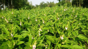 সিরাজগঞ্জ যমুনায় ক্ষতিগ্রস্ত চাষিরা তিল চাষে ঝুঁকে পড়েছে