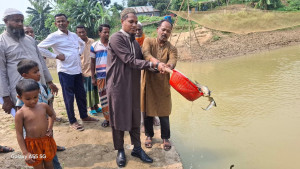নালিতাবাড়ীতে উন্মুক্ত জলাশয়ে পোনামাছ অবমুক্ত
