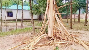 বজ্রপাতের বিকট শব্দে ১৮ ছাত্রী অসুস্থ, শ্রীপুরে গাছ চৌচির