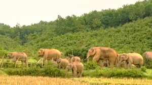 মেঘালয়ে ফিরতে পারছে না ১৫০ বন্যহাতি, গারো পাহাড়ে বাড়ছে মানুষ-হাতি দ্বন্দ্ব