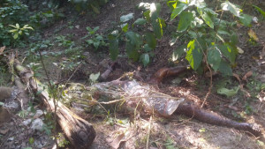 জীবননগরে নিখোঁজ ব্যক্তির মস্তকবিহীন গলাকাটা মরদেহ উদ্ধার
