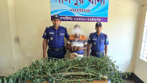 লালপুরে গাঁজা গাছসহ একজন আটক