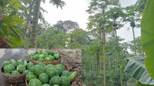 ঝালকাঠিতে পেঁপের বাম্পার ফলনেও কৃষকের মাথায় হাত