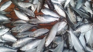 মধ্যরাত থেকে জাটকা ধরায় ৮ মাসের নিষেধাজ্ঞা