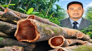লালমোহনে যুবদল নেতার বিরুদ্ধে শত শত সরকারি গাছ কাটার অভিযোগ