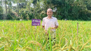 জরাজীর্ণ ঘরে ২১ বছরের গবেষণা, ২৫ জাতের ধান উদ্ভাবন সেন্টু হাজংয়ের