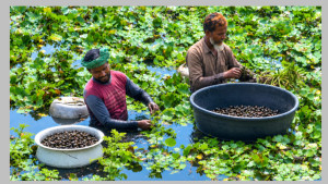 কৃষকরা স্বাবলম্বী হচ্ছে পানিফল চাষে