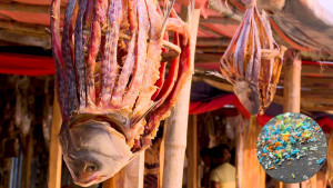 সামুদ্রিক শুঁটকির মধ্যেও মাইক্রো প্লাস্টিক