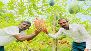চরফ্যাশনে অসময়ে তরমুজ চাষ, কৃষক মিজানের বাজিমাত