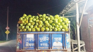 শতকোটি টাকার ডাব বাণিজ্যে বদলে যাচ্ছে দক্ষিণাঞ্চলের গ্রামীণ অর্থনীতি