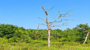 সুন্দরবনের ৩৯ শতাংশ সুন্দরী গাছ রোগের শিকার