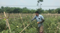 আগাম টমেটো চাষে শেখ স্বপনের সাফল্য