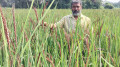 আখাউড়ায় পরীক্ষামূলক ব্ল‍্যাক রাইস ধান চাষ
