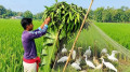 চলনবিলে চলছে অবাধে পাখি শিকার
