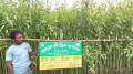 সিরাজগঞ্জে পাটবীজ উৎপাদনে ঝুঁকছেন কৃষকেরা