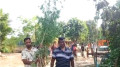তাড়াশে ১২ ফুট লম্বা গাঁজার গাছ উদ্ধার, মালিক পলাতক