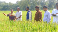দেশি জাতের ধান আবিষ্কারক সেন্টু হাজং এর কৃষি খামার পরিদর্শন করলেন জেলা প্রশাসক