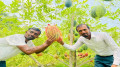 চরফ্যাশনে অসময়ে তরমুজ চাষ, কৃষক মিজানের বাজিমাত