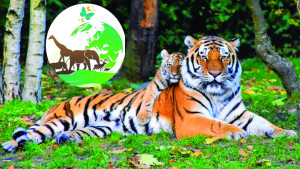 বনেও নিরাপদ নয়- বন্যপ্রাণীরা!