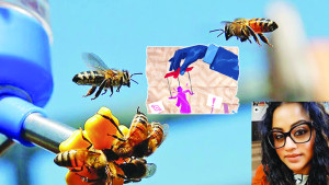 মৌমাছিদের 'সামাজিক বিজ্ঞান' এবং পুরুষ জীবন