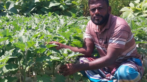 জমে উঠেছে সবজির চারা বিক্রি