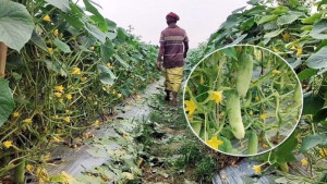 সিরাজগঞ্জে কৃষিতে আধুনিকতার ছোঁয়া সবজি চাষ হচ্ছে মালচিং পদ্ধতিতে