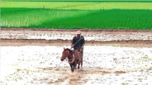 সিরাজগঞ্জে ঘোড়া দিয়ে হালচাষ