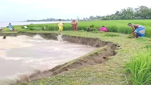 কাজীপুরে যমুনায় বিলীন অর্ধশত বিঘা ফসলি জমি
