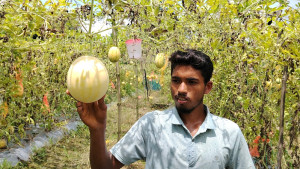 দুই প্যাকেট বীজ থেকে ৫০ শতকে তরমুজ