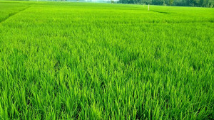 ঝালকাঠিতে লক্ষ্যমাত্রা ছাড়িয়ে আমনের আবাদ, উৎপাদনের আশা ৯৩ হাজার ৫০০ টন
